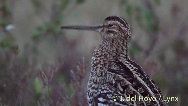 bekasina větší - ML201409441