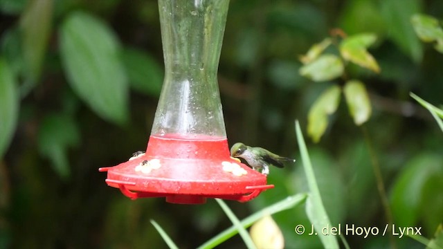 White-booted Racket-tail - ML201409451