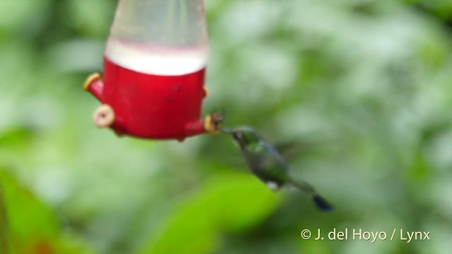 White-booted Racket-tail - ML201409461