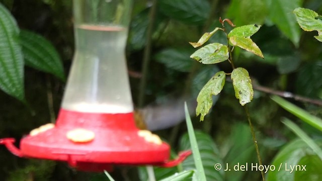 kolibřík dlouhoocasý - ML201409471