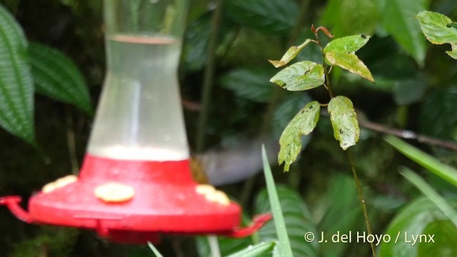 Tawny-bellied Hermit - ML201409471