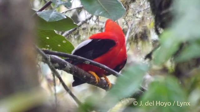 Andean Cock-of-the-rock - ML201409481