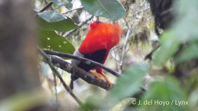 Andean Cock-of-the-rock - ML201409491