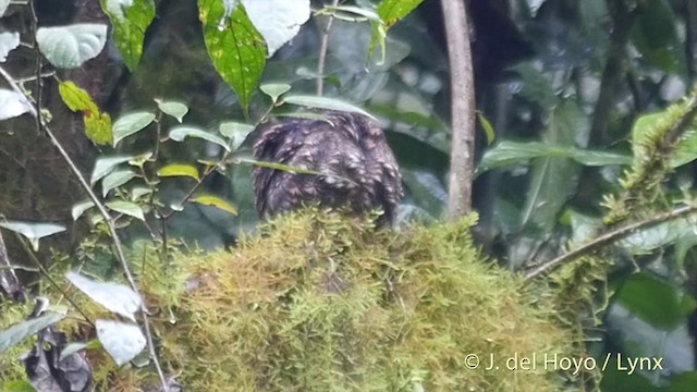 Lyre-tailed Nightjar - ML201409501