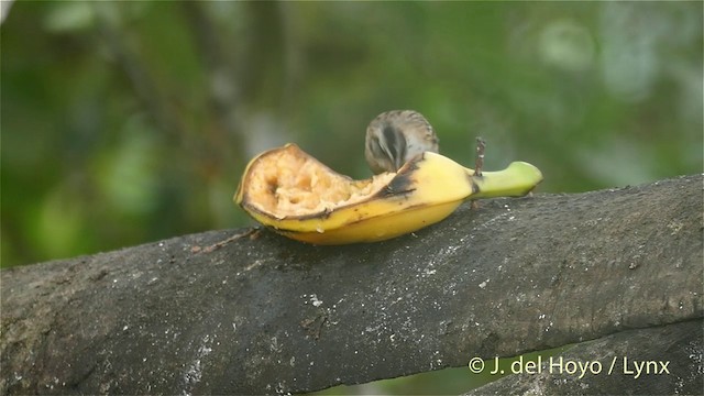 Kızıl Enseli Serçe [capensis grubu] - ML201409511