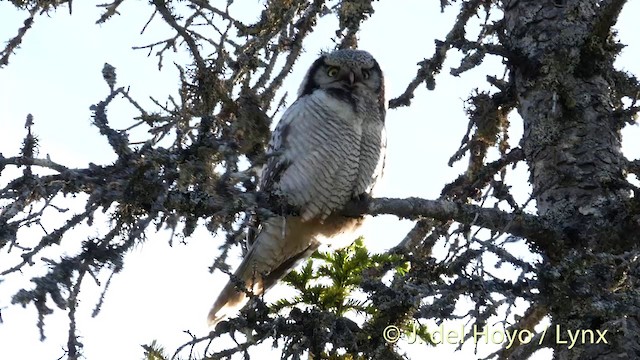 Northern Hawk Owl (Eurasian) - ML201409521