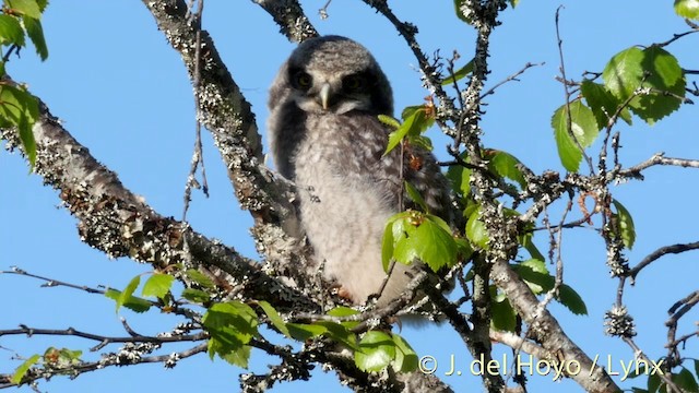 Northern Hawk Owl (Eurasian) - ML201409541