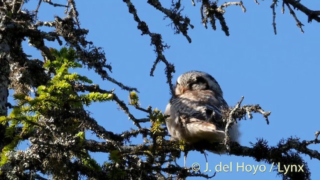 Northern Hawk Owl (Eurasian) - ML201409551