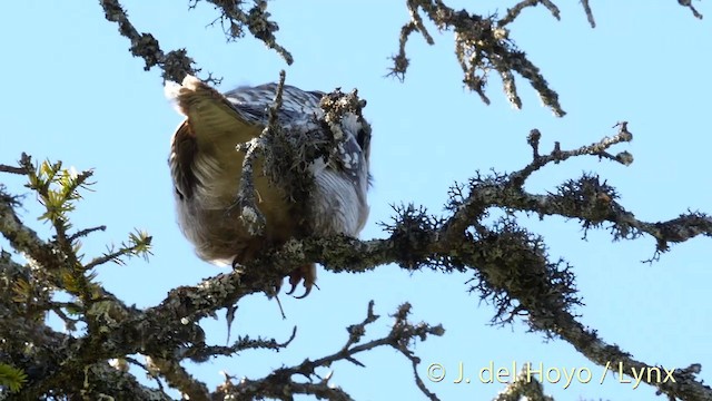 Northern Hawk Owl (Eurasian) - ML201409581
