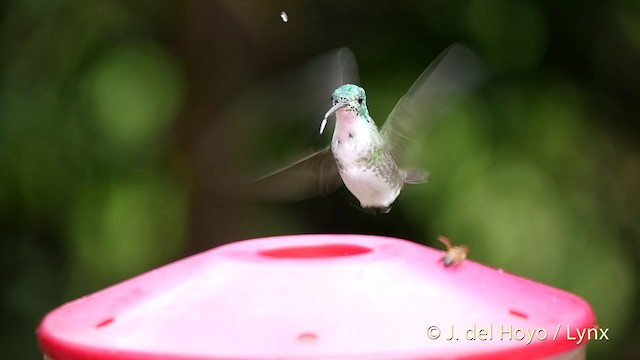 Andean Emerald - ML201409591