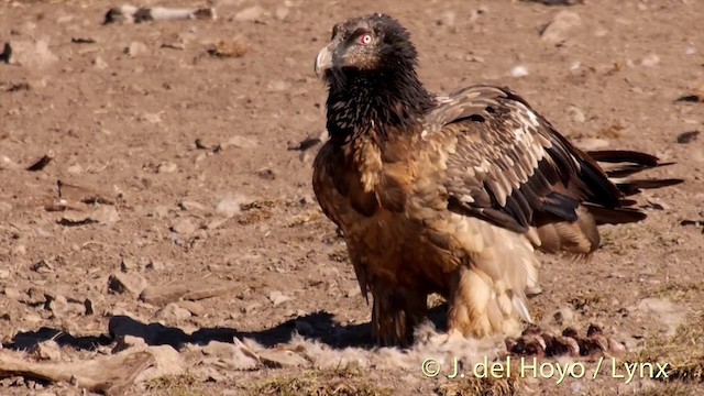 Bearded Vulture (Eurasian) - ML201409801