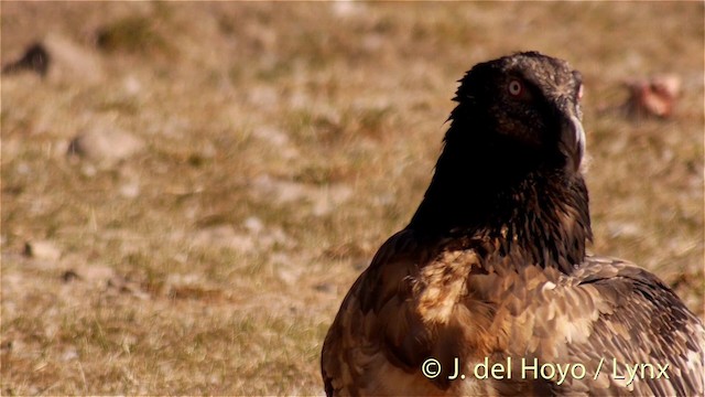 Bearded Vulture (Eurasian) - ML201409811