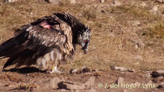 Bearded Vulture (Eurasian) - ML201409821