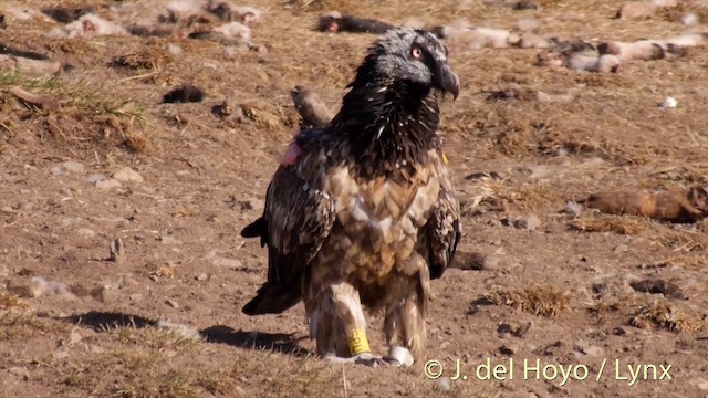 Bearded Vulture (Eurasian) - ML201409831