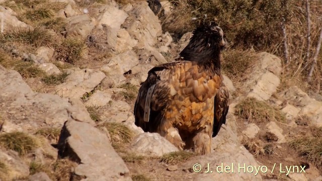 Bearded Vulture (Eurasian) - ML201409851