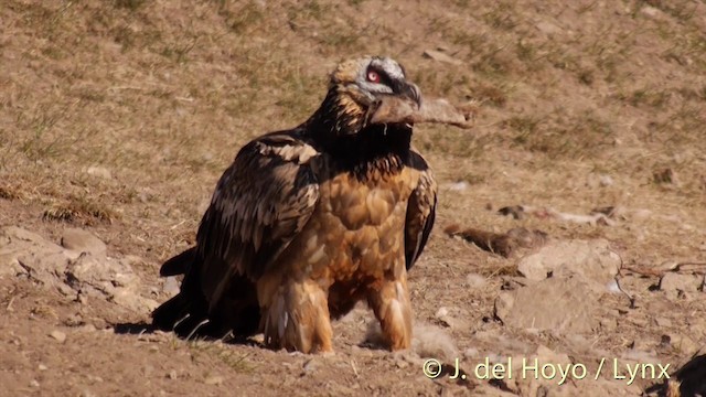 Bearded Vulture (Eurasian) - ML201409861