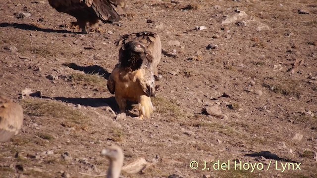 Bearded Vulture (Eurasian) - ML201409871