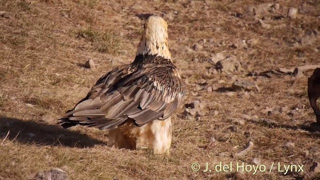 orlosup bradatý (ssp. barbatus) - ML201409881