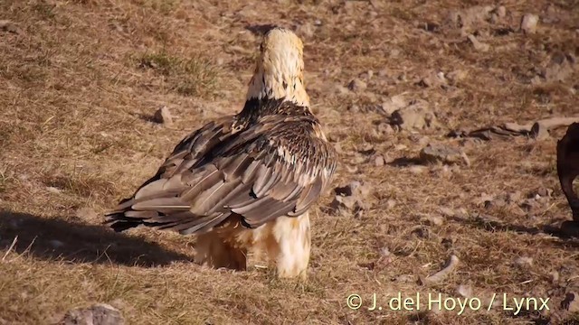 Ugatza (eurasiarra) - ML201409881