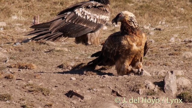 Bearded Vulture (Eurasian) - ML201409891