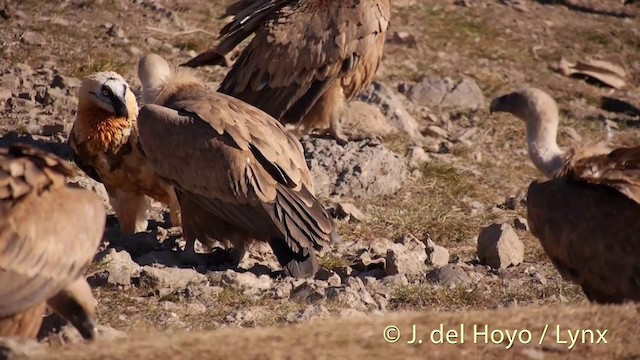 Bearded Vulture (Eurasian) - ML201409901