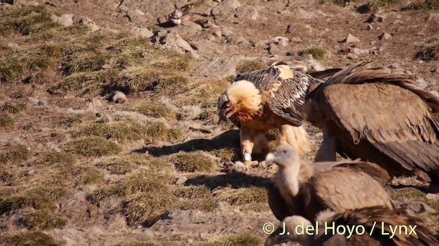 Bearded Vulture (Eurasian) - ML201409911