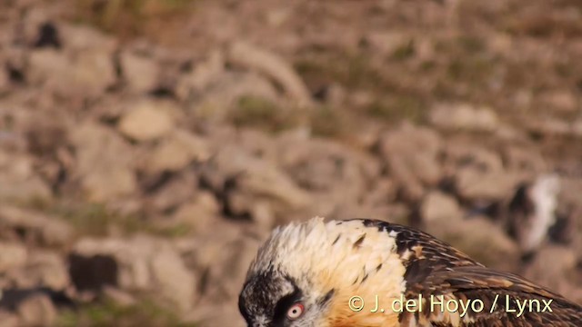 Bearded Vulture (Eurasian) - ML201409921