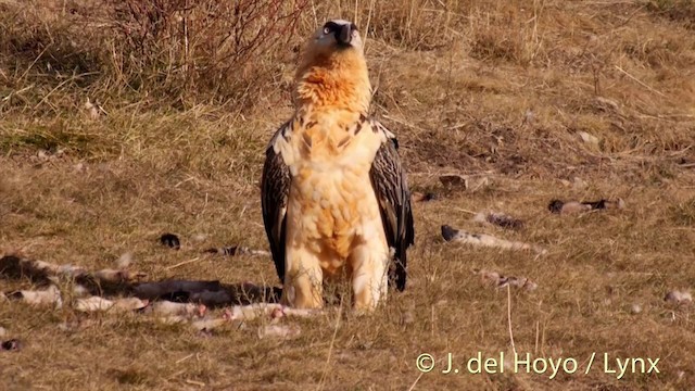 ヒゲワシ（barbatus） - ML201410021