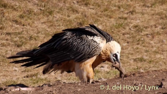 ヒゲワシ（barbatus） - ML201410071