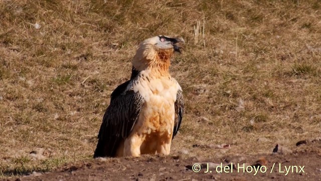 ヒゲワシ（barbatus） - ML201410081