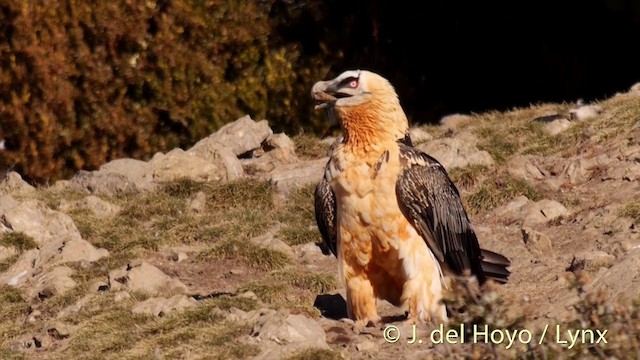 Quebrantahuesos (euroasiático) - ML201410091