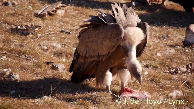 Eurasian Griffon - ML201410161