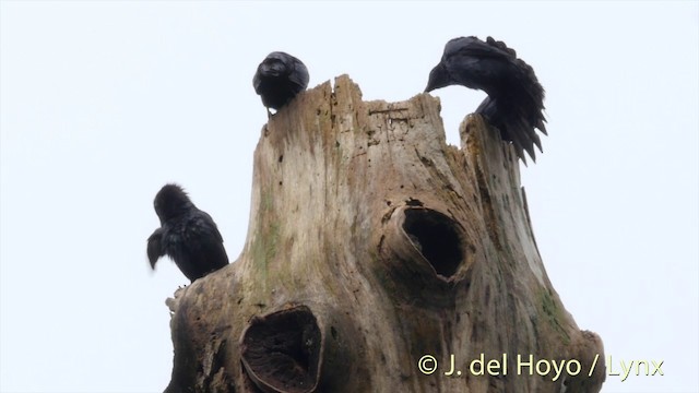 Moluccan Starling - ML201410191