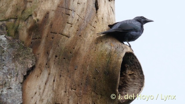 Moluccan Starling - ML201410201