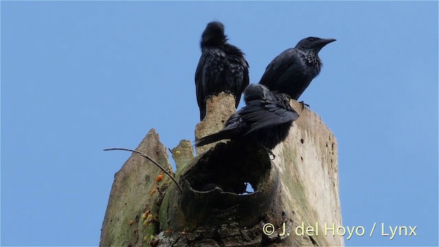 Moluccan Starling - ML201410211