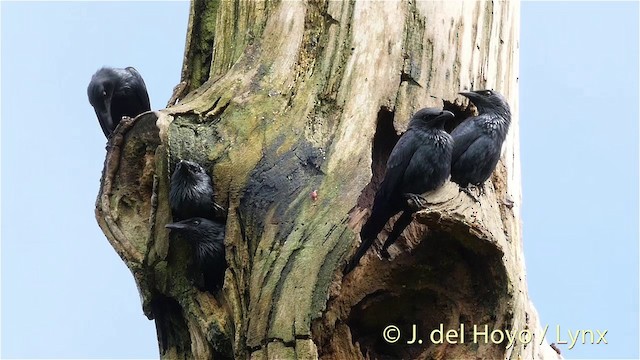 Moluccan Starling - ML201410221