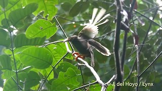  - Standardwing Bird-of-Paradise