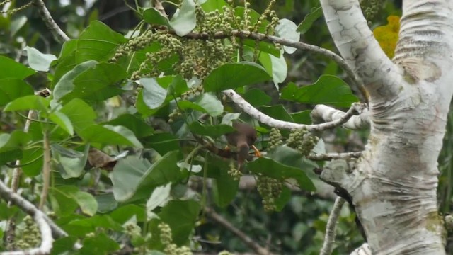 Standardwing Bird-of-Paradise - ML201410301