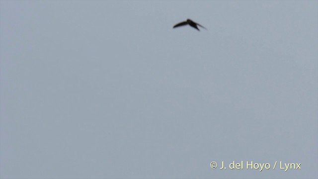 Uniform Swiftlet - ML201410361