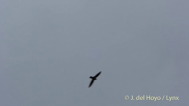 Uniform Swiftlet - ML201410371