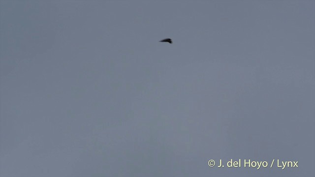 Uniform Swiftlet - ML201410381