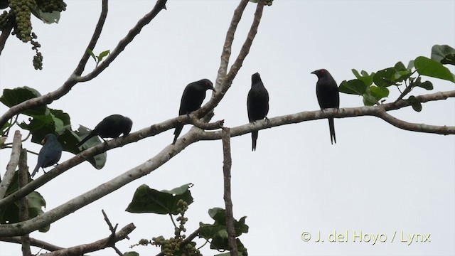 Metallic Starling (Metallic) - ML201410391