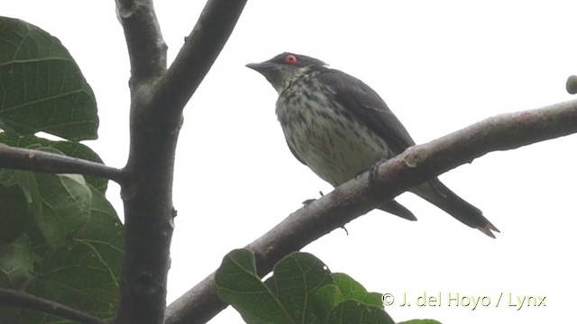 Metallic Starling (Metallic) - ML201410401