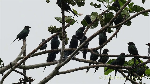 Metallic Starling (Metallic) - ML201410411