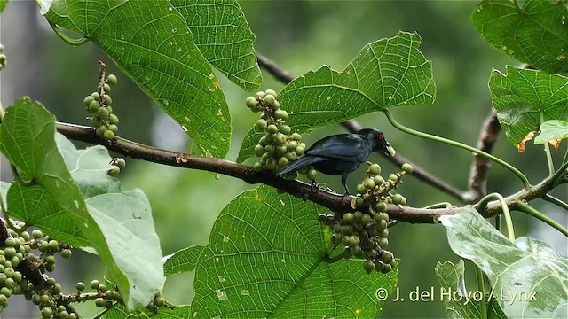 Metallic Starling (Metallic) - ML201410421