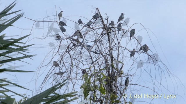 Metallic Starling (Metallic) - ML201410431