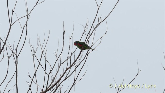 アオミミインコ - ML201410461