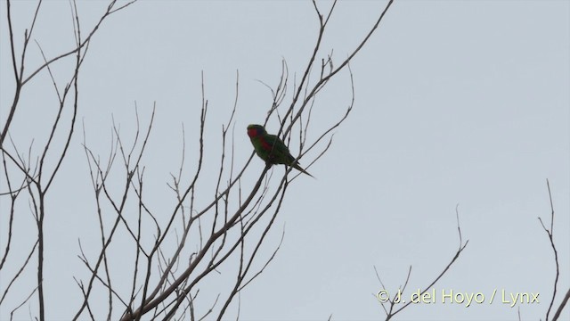 アオミミインコ - ML201410471