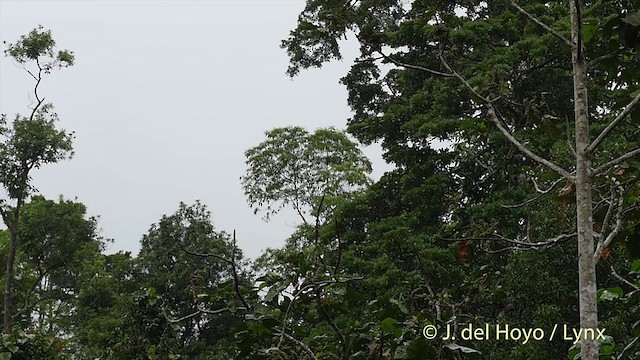 Glossy Swiftlet - ML201410481