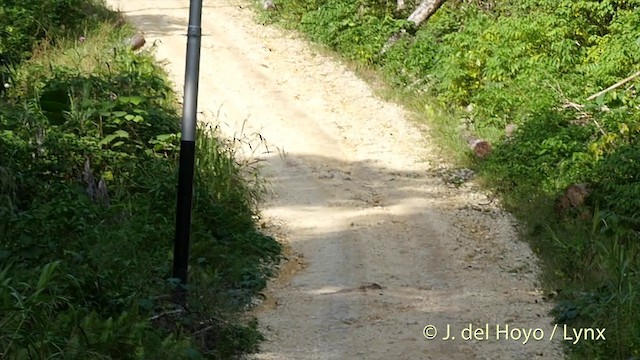 Glossy Swiftlet - ML201410491